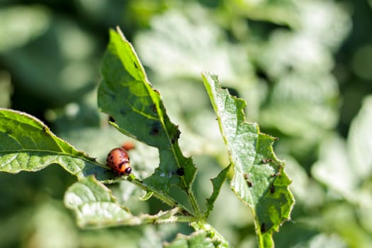 Close-up of a Colorado striped beetle larva on damaged potato leaves. Leptinotarsa Decemlineata. Serious potato pest in garden sunlight. The larvae of the Colorado potato parasite eat the leaves