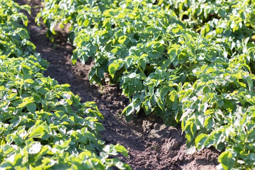 Potato plantations grow in the field. Farming, agriculture. Green field of potatoes in a row. Potato plantations, solanum tuberosum. Summer landscape with agricultural land