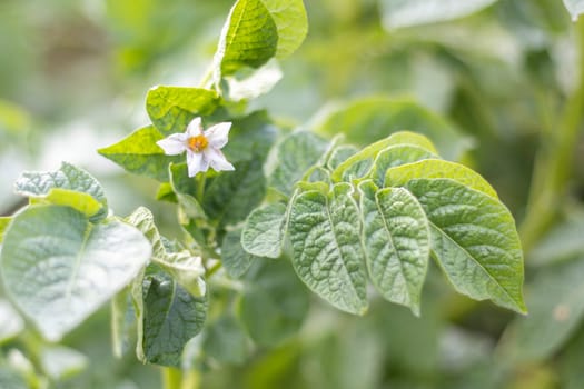 Potato sprouts on a farm bed. Flowering ripening potatoes. Potato plantations grow in the field. Farming, agriculture. New potatoes. Blooming potato field with flowers. Green field of potatoes