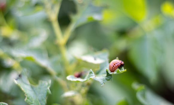 The Colorado beetle larva on potato leaves destroys potato plants and causes great damage to farms. Selective focus. Leptinotarsa decemlineata on a leaf. Dangerous pest for agriculture