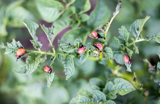 Lots of Colorado beetles. Colorado potato beetle larvae on potato leaves. Potato beetles on foliage in nature, natural background, close view. The ten-striped spearman is the main potato pest