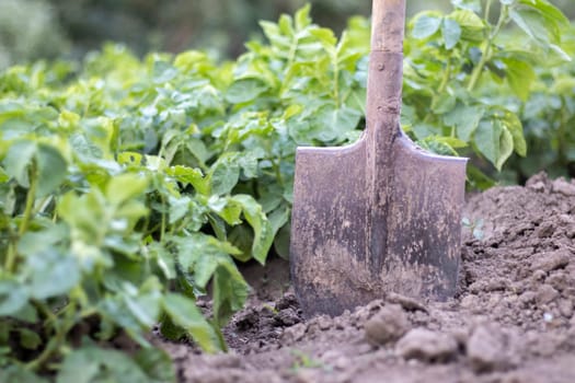 Shovel on the background of potato bushes. Harvesting. Agriculture. Digging up a young potato tuber from the ground, harvesting potatoes on a farm. Harvesting potatoes with a shovel in the garden