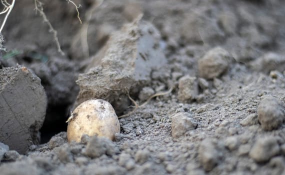 Fresh organic potatoes on the ground in a field on a summer day. Harvesting potatoes from the soil. Low angle freshly dug or harvested potatoes on rich brown ground. The concept of growing food