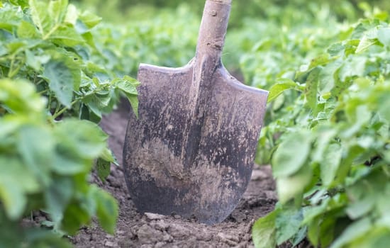 Shovel on the background of potato bushes. Digging up a young potato tuber from the ground on a farm. Digging potatoes with a shovel on a field of soil. Harvesting potatoes in autumn