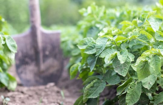 Shovel on the background of potato bushes. Digging up a young potato tuber from the ground on a farm. Digging potatoes with a shovel on a field of soil. Harvesting potatoes in autumn