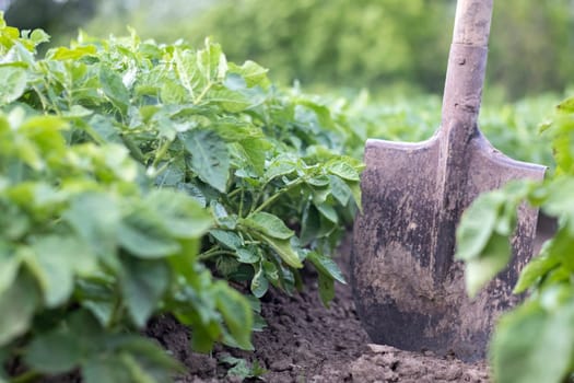 Shovel on the background of potato bushes. Digging up a young potato tuber from the ground on a farm. Digging potatoes with a shovel on a field of soil. Harvesting potatoes in autumn