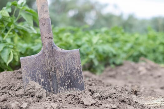 Shovel on the background of potato bushes. Harvesting. Agriculture. Digging up a young potato tuber from the ground, harvesting potatoes on a farm. Harvesting potatoes with a shovel in the garden