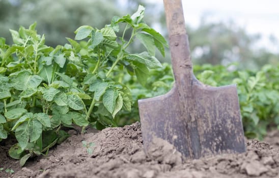 Shovel on the background of potato bushes. Digging up a young potato tuber from the ground on a farm. Digging potatoes with a shovel on a field of soil. Harvesting potatoes in autumn