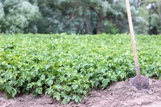 Shovel on the background of potato bushes. Harvesting. Agriculture. Digging up a young potato tuber from the ground, harvesting potatoes on a farm. Harvesting potatoes with a shovel in the garden