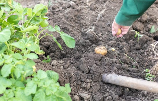 Harvesting potatoes from the soil. Newly dug or harvested potatoes on rich brown ground. Fresh organic potatoes on the ground in a field on a summer day. The concept of growing food. New potatoes