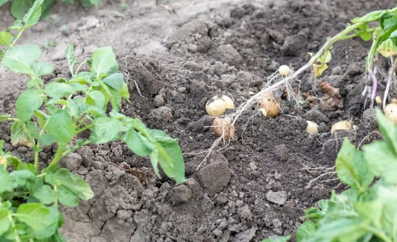 Fresh organic potatoes on the ground in a field on a summer day. Harvesting potatoes from the soil. Low angle freshly dug or harvested potatoes on rich brown ground. The concept of growing food