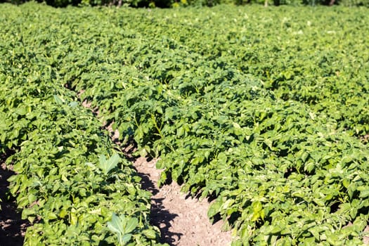 Green field of potatoes in a row. Potato plantations, solanum tuberosum. Harvest planted on an agricultural field. Summer agricultural landscape. The field is illuminated by the rays of the sun