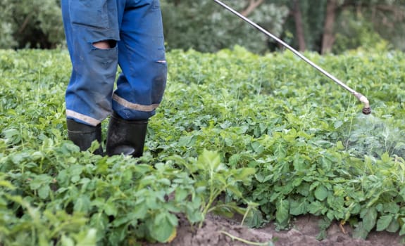 A farmer applying insecticides to his potato crop. Legs of a man in personal protective equipment for the application of pesticides. A man sprays potato bushes with a solution of copper sulphate