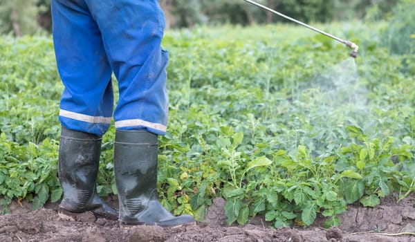 A farmer applying insecticides to his potato crop. Legs of a man in personal protective equipment for the application of pesticides. A man sprays potato bushes with a solution of copper sulphate