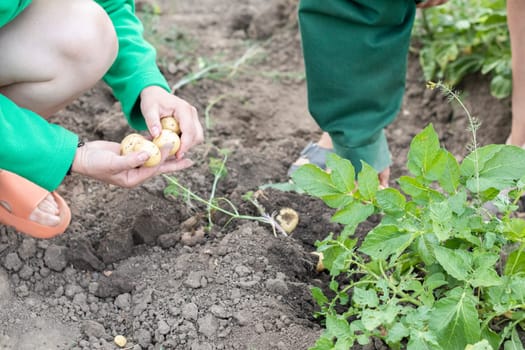 Harvesting potatoes from the soil. Newly dug or harvested potatoes on rich brown ground. Fresh organic potatoes on the ground in a field on a summer day. The concept of growing food. New potatoes