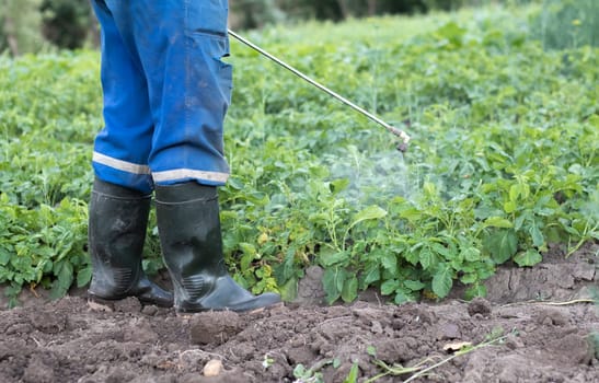 A farmer applying insecticides to his potato crop. The use of chemicals in agriculture. Fight against fungal infections and insects. A man sprays pesticides on a potato plantation with a hand sprayer