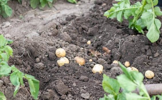 Fresh organic potatoes on the ground in a field on a summer day. Harvesting potatoes from the soil. Low angle freshly dug or harvested potatoes on rich brown ground. The concept of growing food