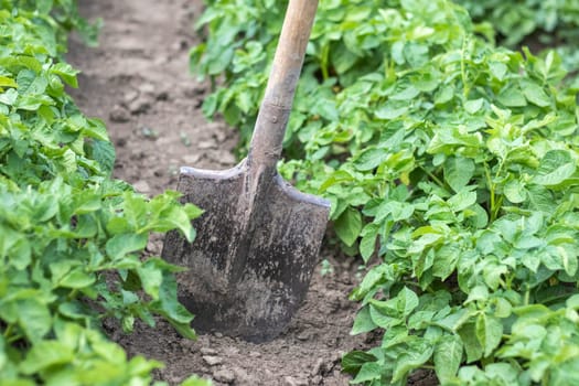 Shovel on the background of potato bushes. Digging up a young potato tuber from the ground on a farm. Digging potatoes with a shovel on a field of soil. Harvesting potatoes in autumn