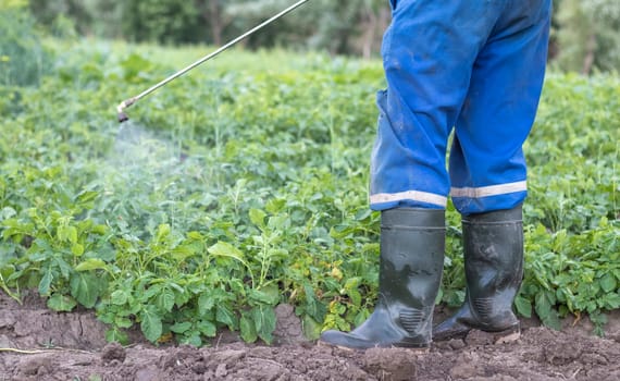 A farmer applying insecticides to his potato crop. The use of chemicals in agriculture. Fight against fungal infections and insects. A man sprays pesticides on a potato plantation with a hand sprayer