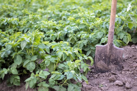 Shovel on the background of potato bushes. Digging up a young potato tuber from the ground on a farm. Digging potatoes with a shovel on a field of soil. Harvesting potatoes in autumn