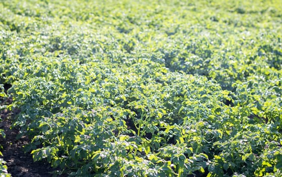 Green field of potatoes in a row. Potato plantations, solanum tuberosum. Harvest planted on an agricultural field. Summer agricultural landscape. The field is illuminated by the rays of the sun
