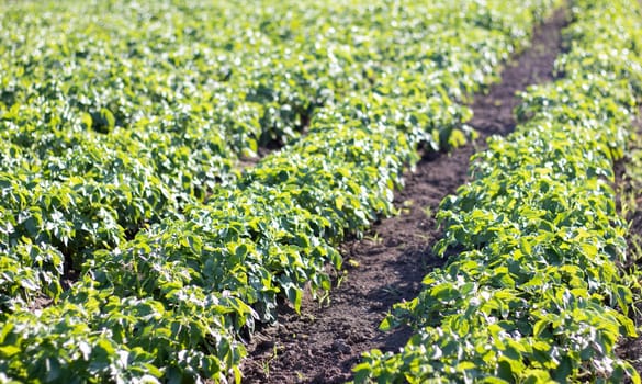 Green field of potatoes in a row. Potato plantations, solanum tuberosum. Harvest planted on an agricultural field. Summer agricultural landscape. The field is illuminated by the rays of the sun