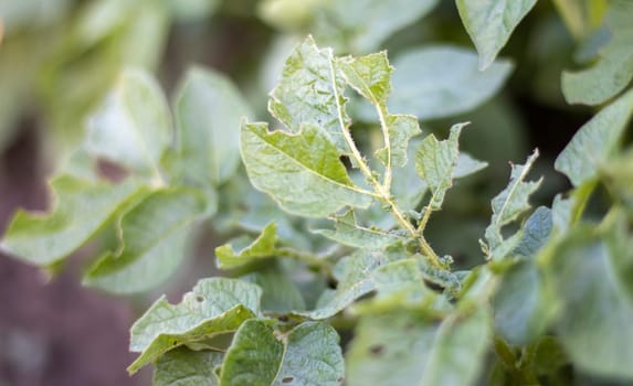 Close-up of potato leaves damaged by Colorado striped beetle larvae. Leptinotarsa Decemlineata. Serious potato pest in garden sunlight. The larvae of the Colorado potato parasite eat the leaves