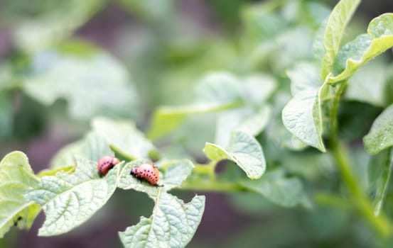 Lots of Colorado beetles. Colorado potato beetle larvae on potato leaves. Potato beetles on foliage in nature, natural background, close view. The ten-striped spearman is the main potato pest