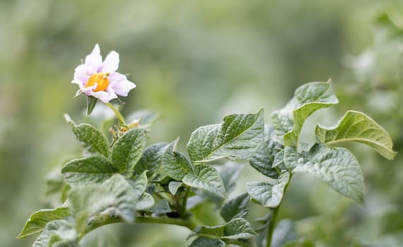 Potato sprouts on a farm bed. Flowering ripening potatoes. Potato plantations grow in the field. Farming, agriculture. New potatoes. Blooming potato field with flowers. Green field of potatoes