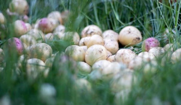 Lots of fresh organic potatoes on the grass on a summer day. Heap of ripe young potatoes in the field. Low angle freshly dug or harvested potatoes on rich brown ground. The concept of growing food
