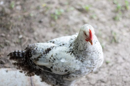 Chickens on the farm, poultry concept. White loose chicken outdoors. Funny bird on a bio farm. Domestic birds on a free range farm. Breeding chickens. Walk in the yard. Agricultural industry