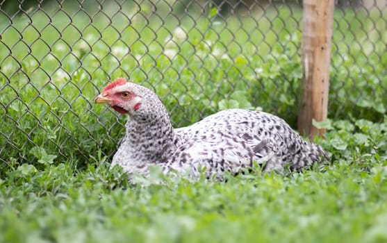 Chickens on the farm, poultry concept. White loose chicken outdoors. Funny bird on a bio farm. Domestic birds on a free range farm. Breeding chickens. Walk in the yard. Agricultural industry