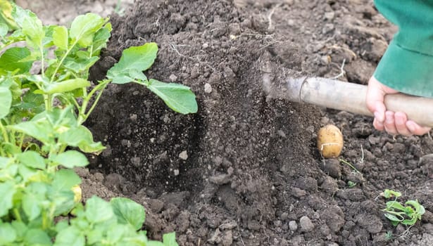Harvesting potatoes from the soil. Newly dug or harvested potatoes on rich brown ground. Fresh organic potatoes on the ground in a field on a summer day. The concept of growing food. New potatoes