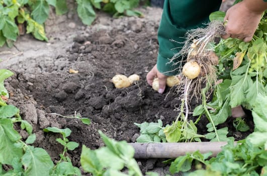Harvesting potatoes from the soil. Newly dug or harvested potatoes on rich brown ground. Fresh organic potatoes on the ground in a field on a summer day. The concept of growing food. New potatoes