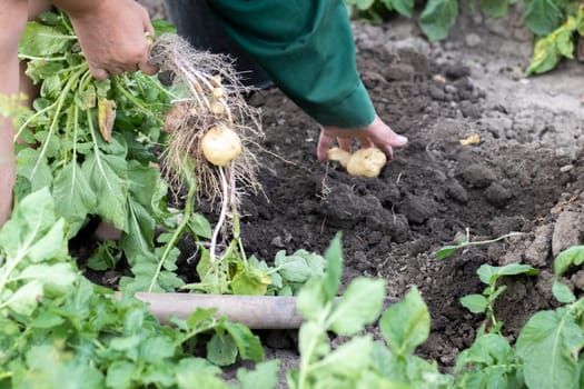 Harvesting potatoes from the soil. Newly dug or harvested potatoes on rich brown ground. Fresh organic potatoes on the ground in a field on a summer day. The concept of growing food. New potatoes