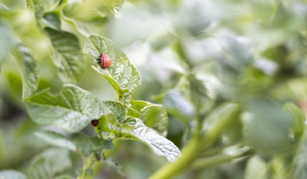 The Colorado beetle larva on potato leaves destroys potato plants and causes great damage to farms. Selective focus. Leptinotarsa decemlineata on a leaf. Dangerous pest for agriculture