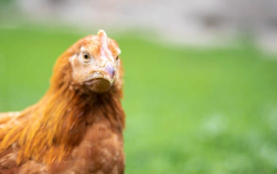 One little red chicken in the yard is looking for food to eat. Agricultural industry. Breeding chickens. Close-up of a red chicken in nature. Domestic birds on a free range farm. walking in the yard