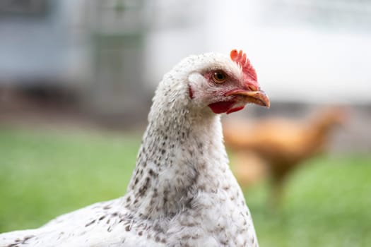 Chickens on the farm, poultry concept. White loose chicken outdoors. Funny bird on a bio farm. Domestic birds on a free range farm. Breeding chickens. Walk in the yard. Agricultural industry