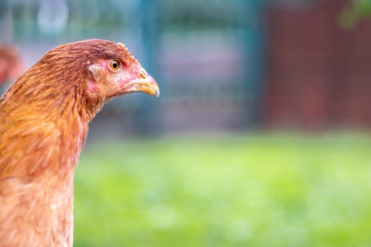 One little red chicken in the yard is looking for food to eat. Agricultural industry. Breeding chickens. Close-up of a red chicken in nature. Domestic birds on a free range farm. walking in the yard