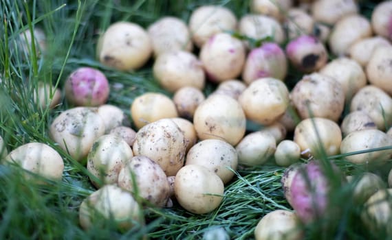 Lots of fresh organic potatoes on the grass on a summer day. Heap of ripe young potatoes in the field. Low angle freshly dug or harvested potatoes on rich brown ground. The concept of growing food