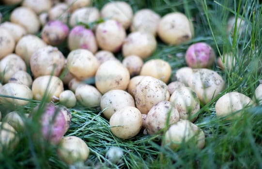 Lots of fresh organic potatoes on the grass on a summer day. Heap of ripe young potatoes in the field. Low angle freshly dug or harvested potatoes on rich brown ground. The concept of growing food