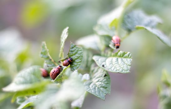 The Colorado beetle larva on potato leaves destroys potato plants and causes great damage to farms. Selective focus. Leptinotarsa decemlineata on a leaf. Dangerous pest for agriculture