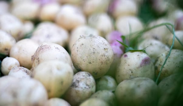 Lots of fresh organic potatoes on the grass on a summer day. Heap of ripe young potatoes in the field. Low angle freshly dug or harvested potatoes on rich brown ground. The concept of growing food
