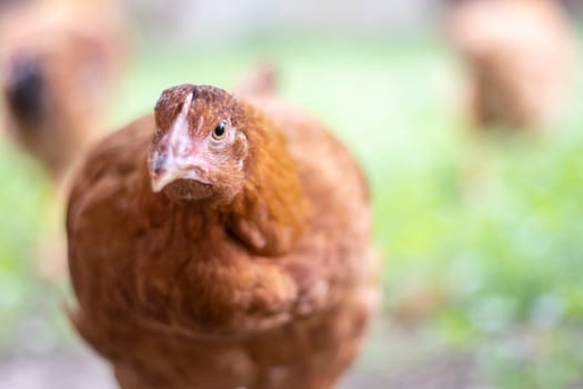 One little red chicken in the yard is looking for food to eat. Agricultural industry. Breeding chickens. Close-up of a red chicken in nature. Domestic birds on a free range farm. walking in the yard