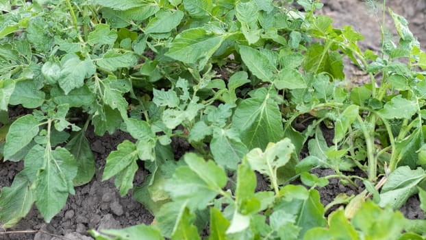 Green field of potatoes in a row. Potato plantations, solanum tuberosum. Harvest planted on an agricultural field. Summer agricultural landscape. The field is illuminated by the rays of the sun