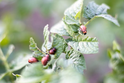 Close-up of a Colorado striped beetle larva on damaged potato leaves. Leptinotarsa Decemlineata. Serious potato pest in garden sunlight. The larvae of the Colorado potato parasite eat the leaves