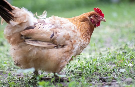 One little red chicken in the yard is looking for food to eat. Agricultural industry. Breeding chickens. Close-up of a red chicken in nature. Domestic birds on a free range farm. walking in the yard