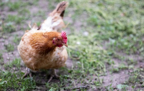 One little red chicken in the yard is looking for food to eat. Agricultural industry. Breeding chickens. Close-up of a red chicken in nature. Domestic birds on a free range farm. walking in the yard