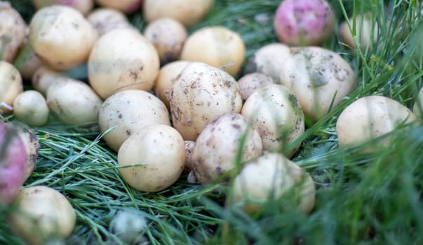 Lots of fresh organic potatoes on the grass on a summer day. Heap of ripe young potatoes in the field. Low angle freshly dug or harvested potatoes on rich brown ground. The concept of growing food