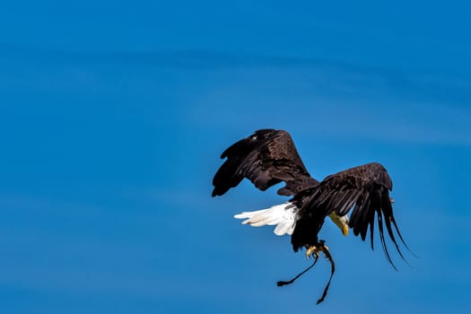 Young bald eagle (Haliaeetus leucocephalus) also known as white-headed or white-tailed eagle, sea eagle or American eagle